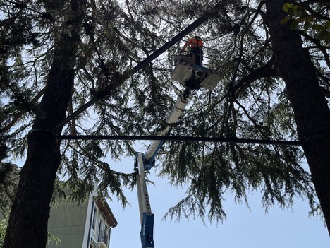 Actuaciones para garantizar la seguridad del arbolado urbano