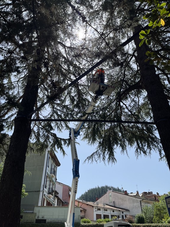 Actuaciones para garantizar la seguridad del arbolado urbano