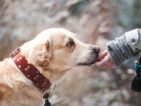 El Ayuntamiento incorpora aportaciones ciudadanas a la ordenanza sobre tenencia de animales