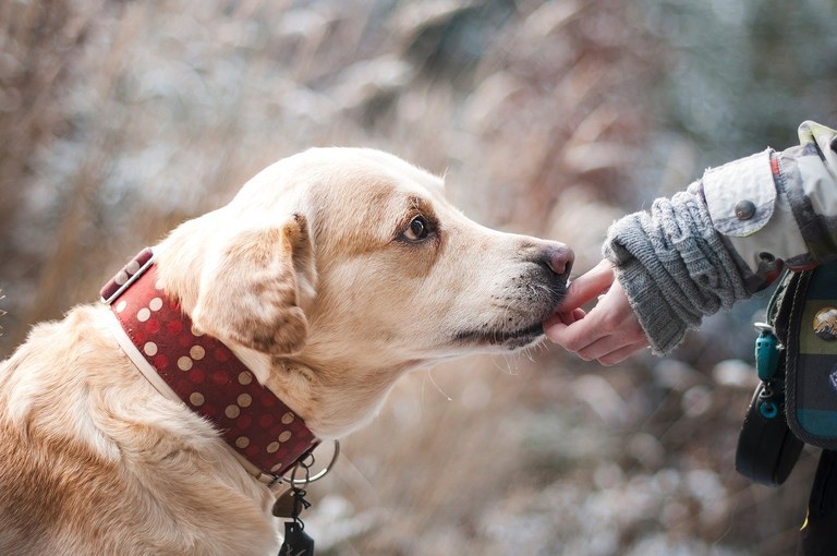 El Ayuntamiento incorpora aportaciones ciudadanas a la ordenanza sobre tenencia de animales