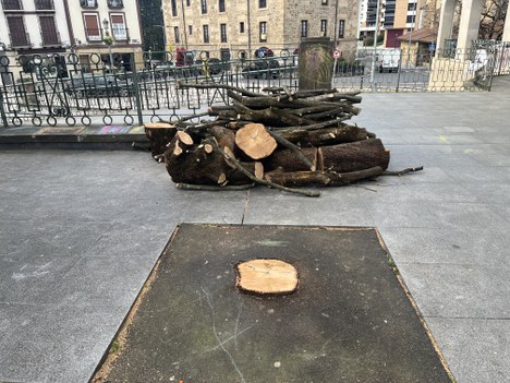 En marcha los trabajos de replantación de arbolado