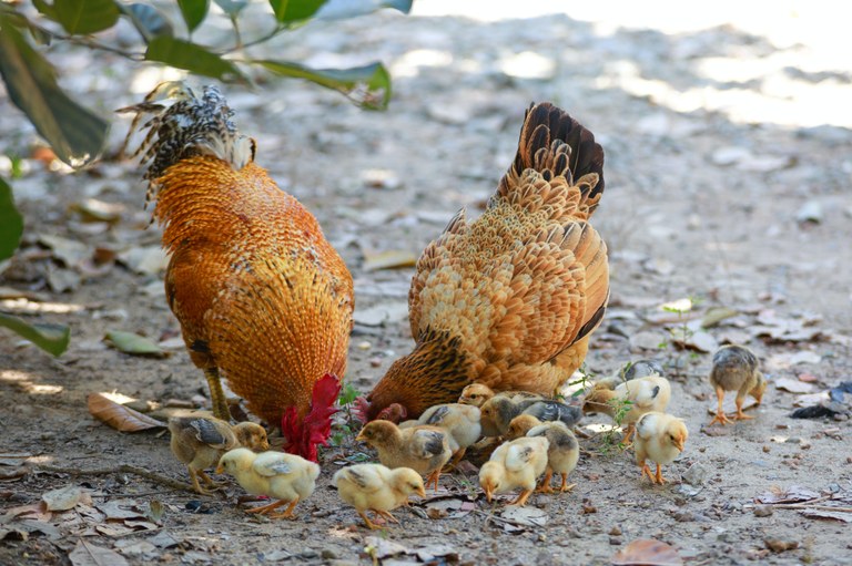 Información sobre la gripe aviar