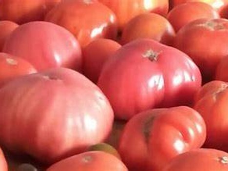 La Semana del Tomate se celebrará en Aretxabaleta del 6 al 21 de septiembre