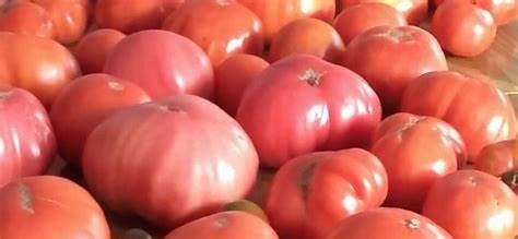 La Semana del Tomate se celebrará en Aretxabaleta del 6 al 21 de septiembre