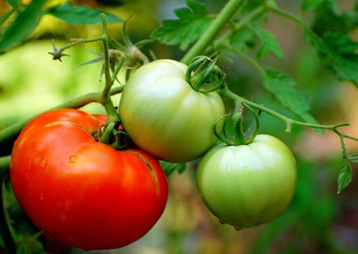 SEMANA DEL TOMATE