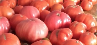 Hitzaldia: "Aretxabaletako tomateak"
